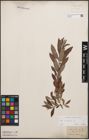 Foto von Salix cinerea L.
